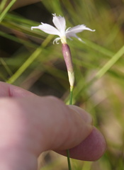 Dianthus mooiensis
