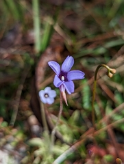 Pinguicula pumila