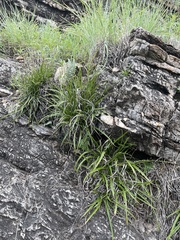 Xerophyta adendorffii