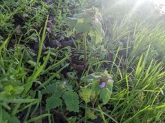 Lamium hybridum