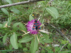 Zygaena graslini