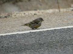 Carduelis citrinella
