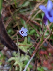 Pinguicula pumila