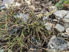 Genista albida