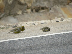 Carduelis citrinella