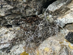 Scrophularia rupestris