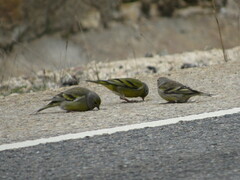 Carduelis citrinella