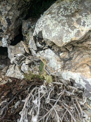 Scrophularia rupestris