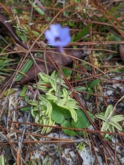 Pinguicula pumila