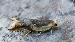 Ancylis habeleri