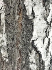 Betula pendula