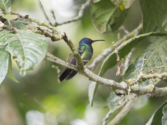 Chrysuronia oenone