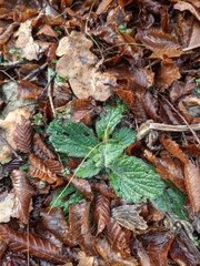 Ajuga orientalis