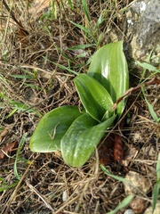Himantoglossum caprinum