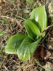 Himantoglossum caprinum