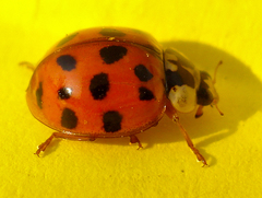 Harmonia axyridis