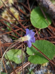 Pinguicula pumila