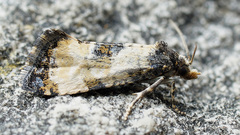 Neocochylis dubitana
