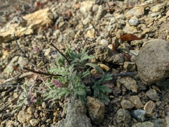 Veronica capsellicarpa
