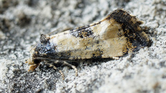Neocochylis dubitana