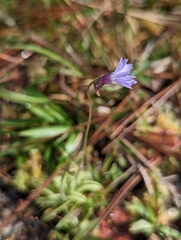 Pinguicula pumila