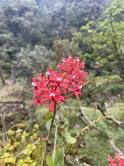 Epidendrum