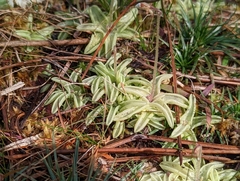 Pinguicula pumila