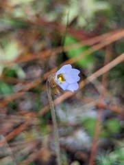 Pinguicula pumila