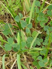 Medicago lupulina