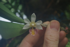 Dendrobium spurium