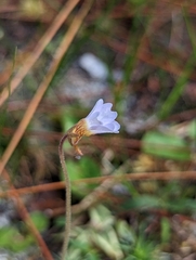 Pinguicula pumila