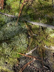 Cladonia apodocarpa