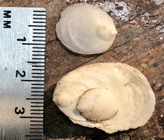 Crepidula plana
