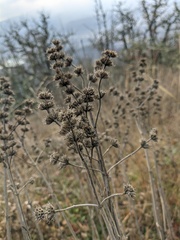 Marrubium peregrinum