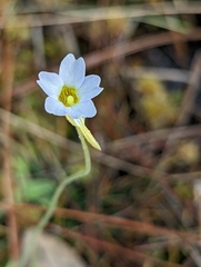 Pinguicula pumila