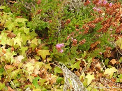 Erica ciliaris