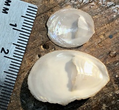 Crepidula plana