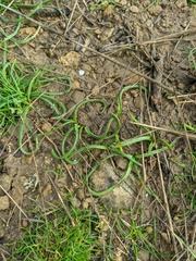 Muscari neglectum