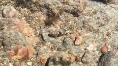 Bathygobius soporator