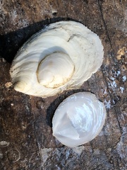 Crepidula plana