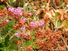 Erica ciliaris