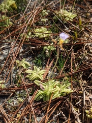 Pinguicula pumila
