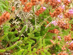 Erica ciliaris