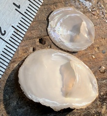 Crepidula plana