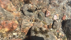 Bathygobius soporator