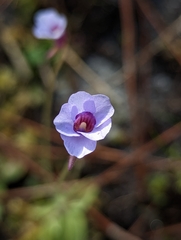 Pinguicula pumila