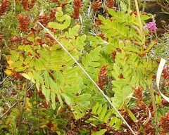 Osmunda regalis