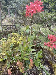 Epidendrum
