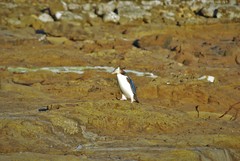 Megadyptes antipodes