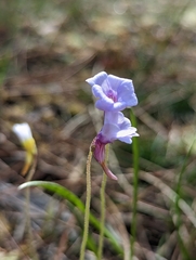Pinguicula pumila